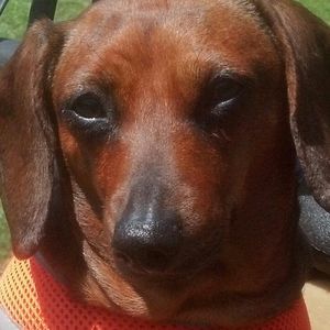 Meet your Posher, Joyce